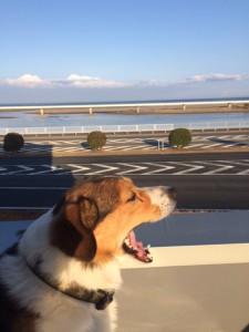 今日のシナモン