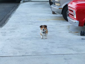 今日のシナモン　コーギー